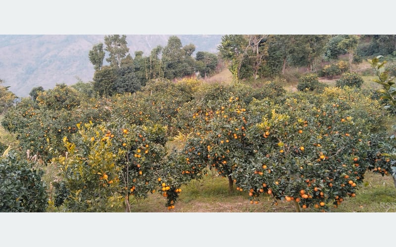 मूल्य पाइने आशामा बोटमै जुनार