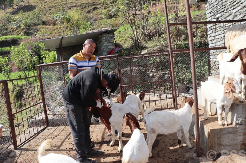 Full Vaccination Campaign Launched in Myagdi to Protect Livestock from Epidemic Diseases