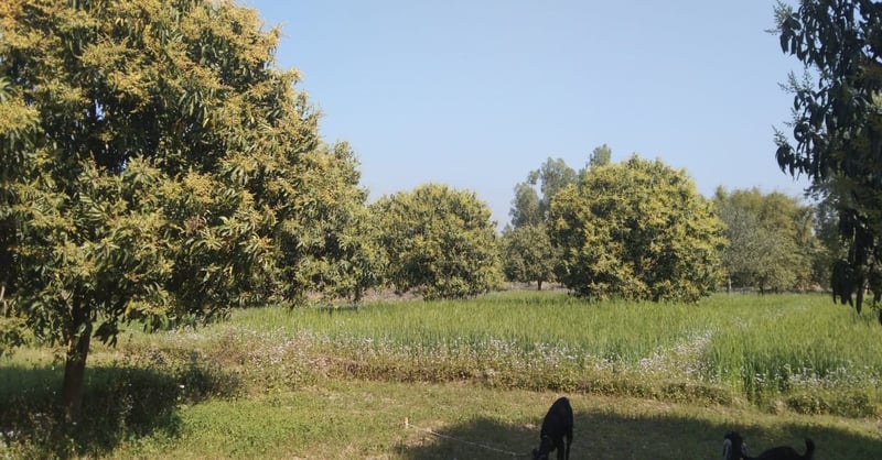 Saptari Mango Orchards Bloom, Bringing Hope for Bumper Harvest Amid Favorable Weather