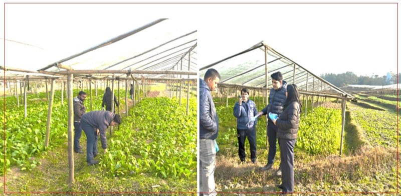 नागार्जुनका तरकारी फार्ममा अनुगमन : रायोको सागमा अत्यधिक विषादी भेटियो