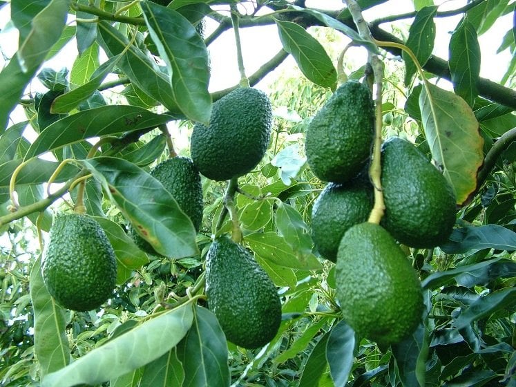 Canker Disease Threatens Avocado Crops in Chitwan, Farmers Concerned