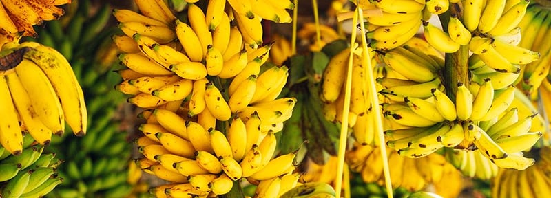 Stricter Quarantine Measures on Indian Imports Boost Domestic Banana Sales in Nepal