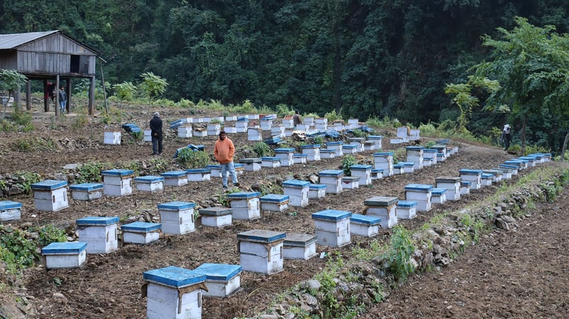 Beekeeping Booms in Pokhara as Interest Surges Among Residents