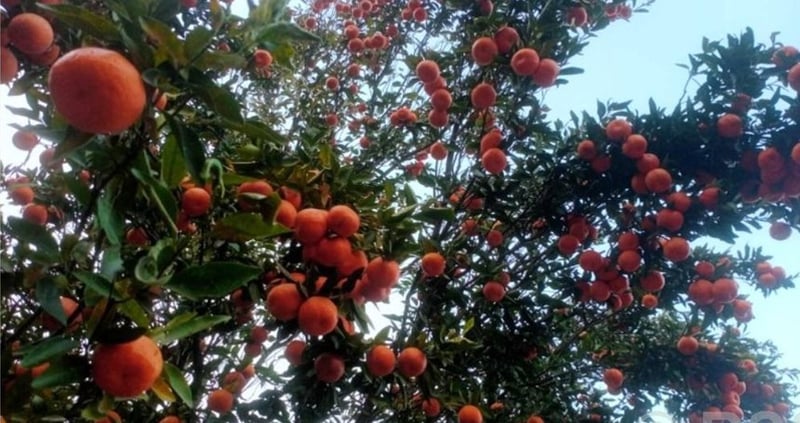 Bhojpur Municipality Distributes Improved Orange Saplings to Boost Farmer Income