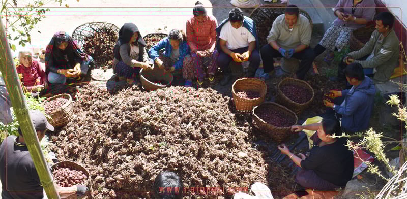 Cardamom Exports Surge at Mechi Customs in First Seven Months of Fiscal Year, While Tea Trade Declines