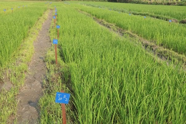 Decline in Chaitra Paddy Cultivation in Kanchanpur Due to Irrigation Shortages