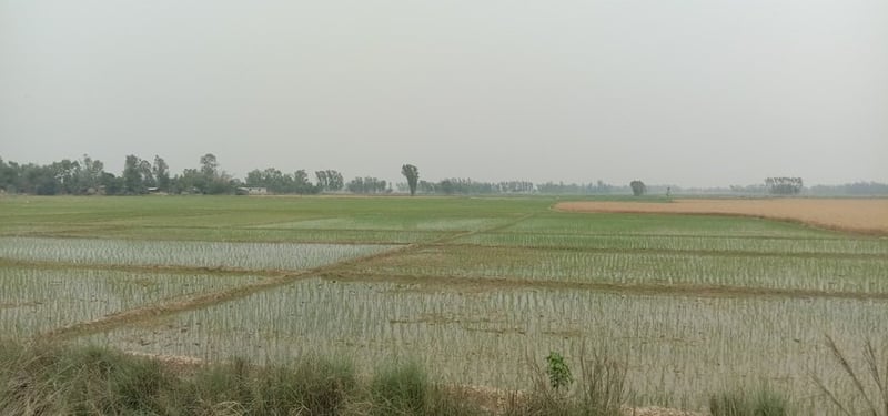 Chaitra Paddy Cultivation Begins in Jhapa, Area Expected to Shrink Due to Farmer Shift to Maize