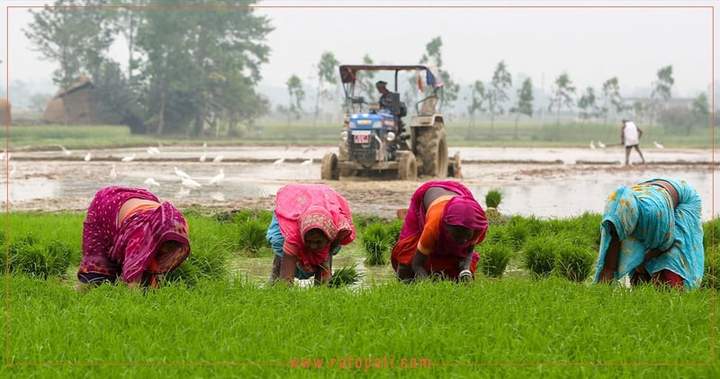 Saptari Farmers Plant 'Chaitra' Paddy, Hopeful for Government Support on Irrigation and Fertilizer