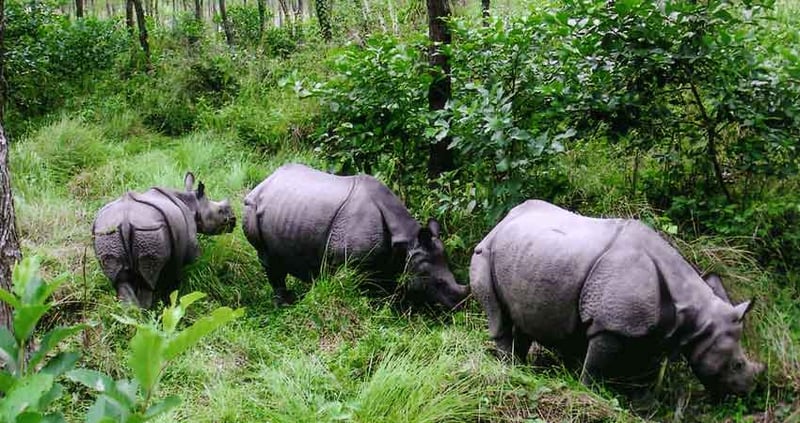 Young Man Killed in Rhino Attack in Chitwan, Nepal