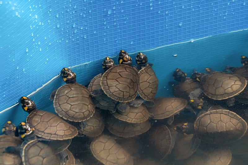 Man Arrested in Lalitpur for Illegal Trade of Protected Live Turtles