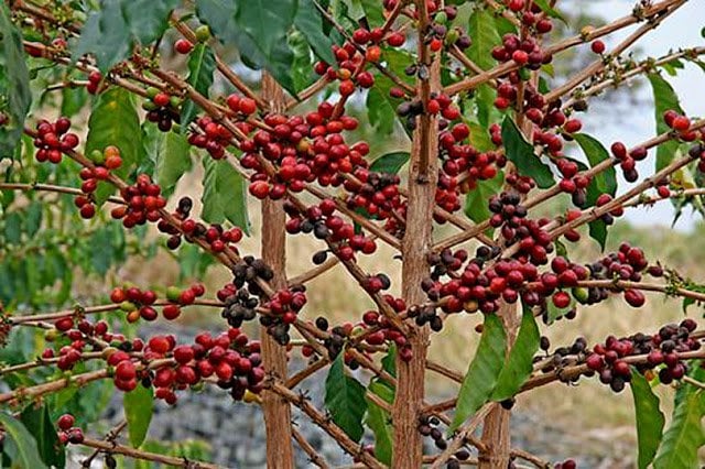 Coffee Cultivation Transforms Livelihoods in Bhojpur, Nepal