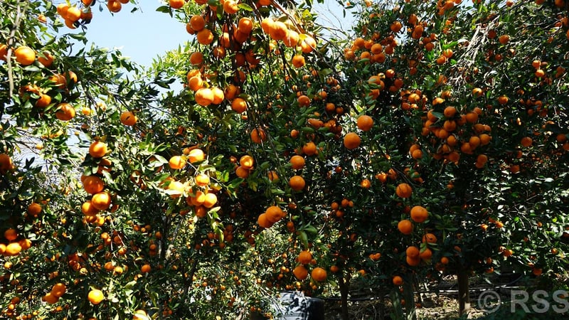 Parbat Orange Farmers Reap Double Prices as Supply Dwindles Elsewhere