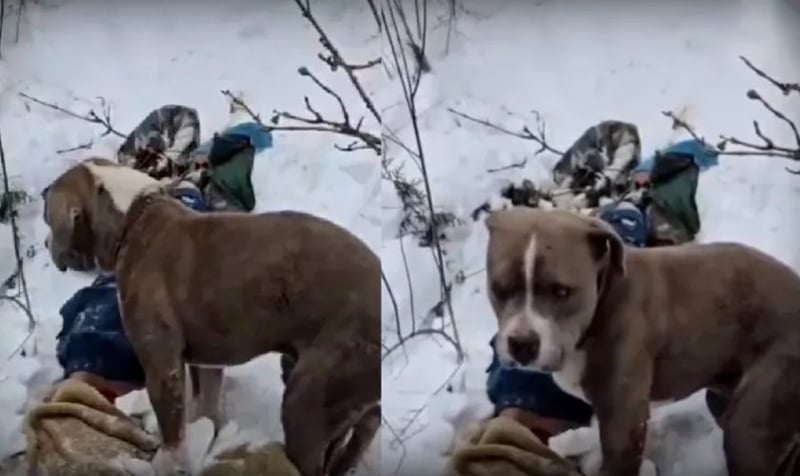 Two Brothers Die in Himachal Pradesh Avalanche; Loyal Dog Guards Bodies for Four Days