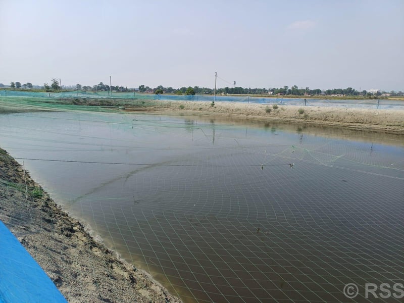 माछा पालनबाट मनग्य आम्दानी गर्दै कृषक चौधरी