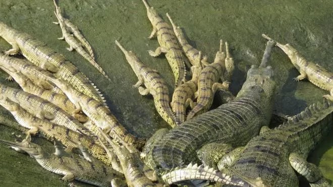 250 Gharial Crocodiles Raised in Chitwan National Park Released into Rapti River