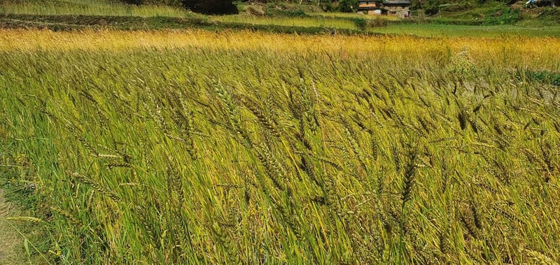 Farmers Receive Training on Advanced Wheat Cultivation Techniques in Rupandehi