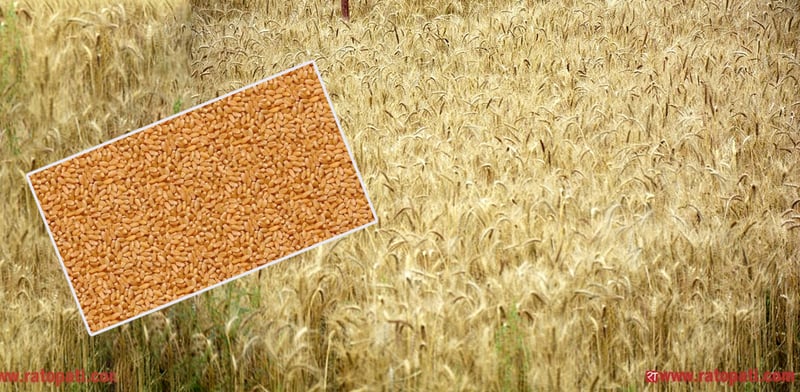 Ministry Finalizes Proposal for Wheat Support Price, Sends to Commerce Ministry for Cabinet Review