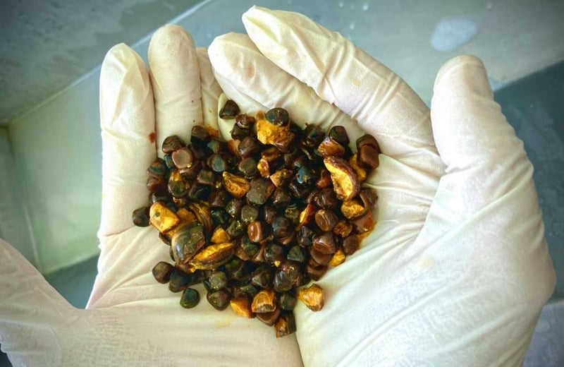 Bovine Gallstones Now More Valuable Than Gold, Fueling Black Market Crime