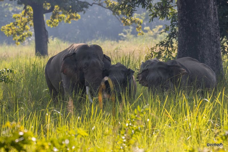 Man Killed by Wild Elephant Attack in Morang Community Forest