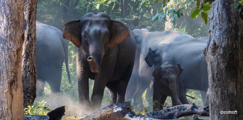 Wild Elephants Cause Panic, Destroy Property and Crops Near Shuklaphanta National Park
