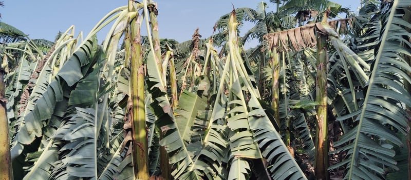 Severe Windstorm Warning Issued for Morang, Nepal, With Speeds Potentially Reaching 119 KPH
