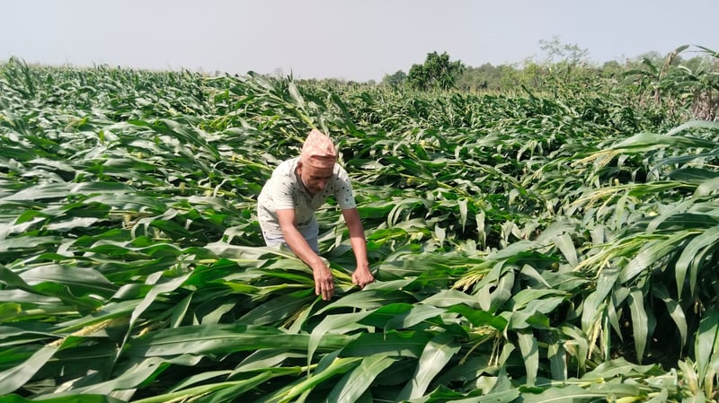 Devastating Storm Wreaks Havoc on Rautahat Farmers, Destroying Banana and Maize Crops