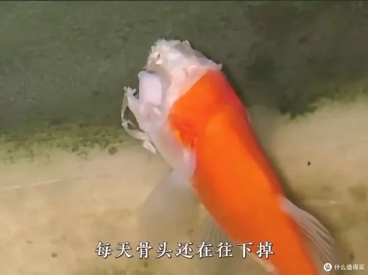 Headless Goldfish Stuns Internet, Survives for Weeks Due to Unique Anatomy