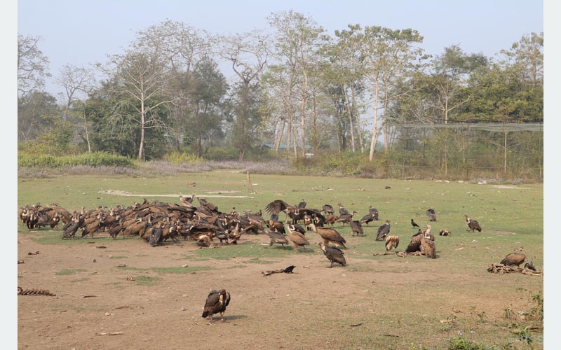 गिद्ध संरक्षणका लागि विषाक्त औषधि प्रयोगमा प्रतिबन्ध लगाउनुपर्नेमा जोड