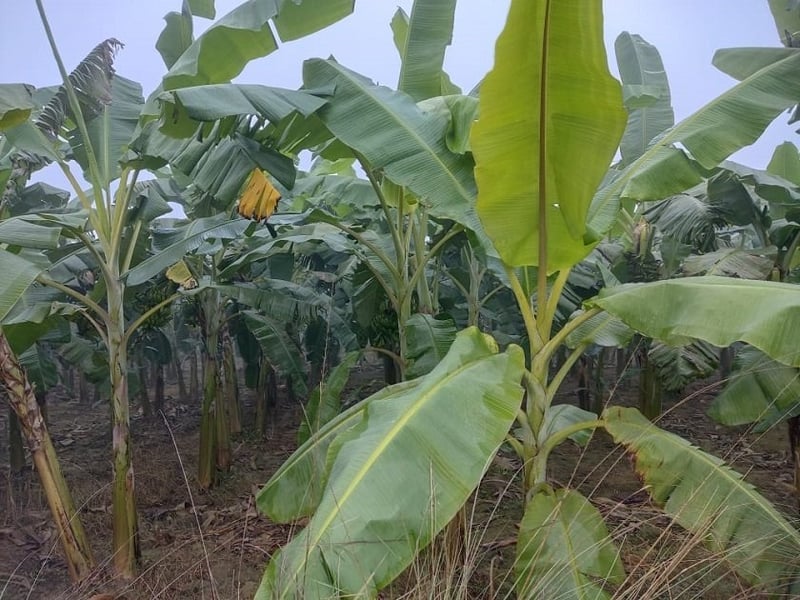 Rautahat Farmers Suffer Losses as Banana Crops Lack Insurance Coverage