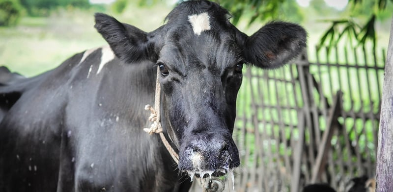 चितवनमा ८० हजार पशुलाई खोरेत बिरुद्धको खोप