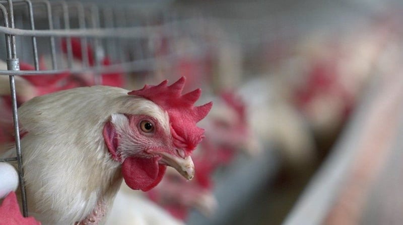 E. coli Outbreak Detected in Chickens in Chitwan District