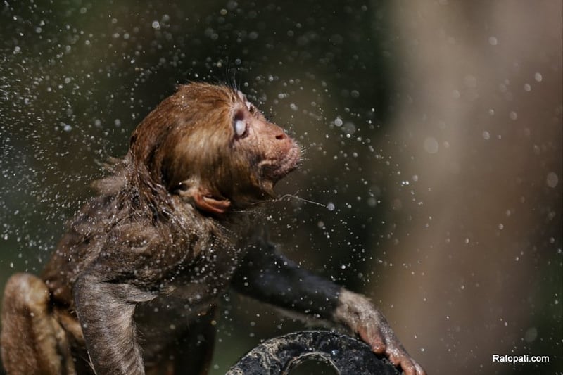 Farmers in Nepal's Baglung Appeal to Newly Elected MP Over Rampant Monkey Menace