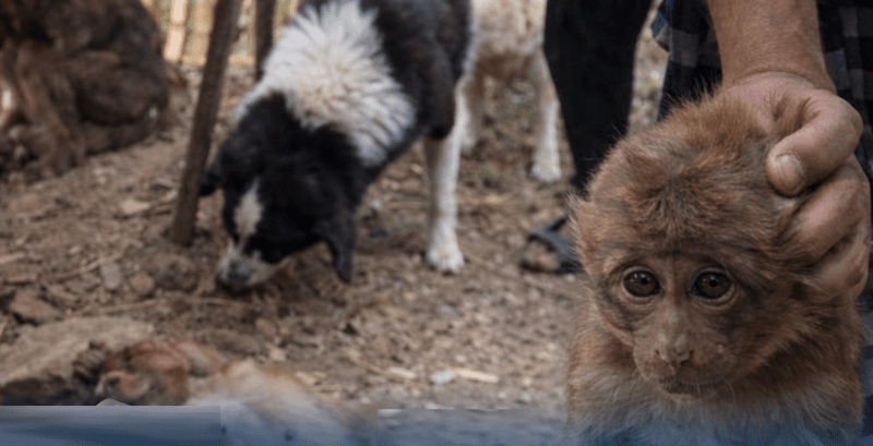 Man Arrested in Taplejung for Cruelly Killing Monkey with Dogs and Posting Video Online