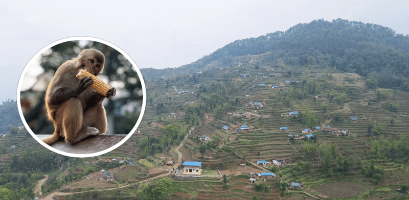 Rural Areas in Baglung Face Abandonment and Escalating Monkey Menace Amidst Migration