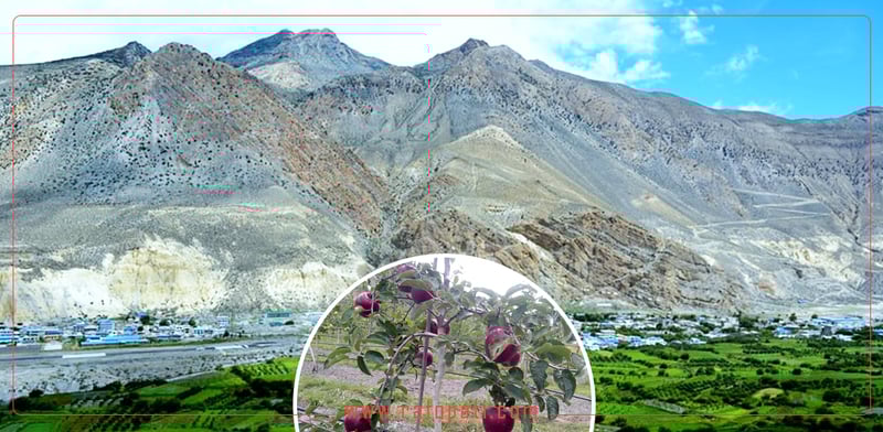 मुस्ताङको घमीमा सामूहिक स्याउखेती