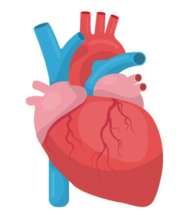 नेपालमा रहेका खाद्यान्नमा देखियो ‘ट्रान्स फ्याक्ट’: मुटुलाई हानी !