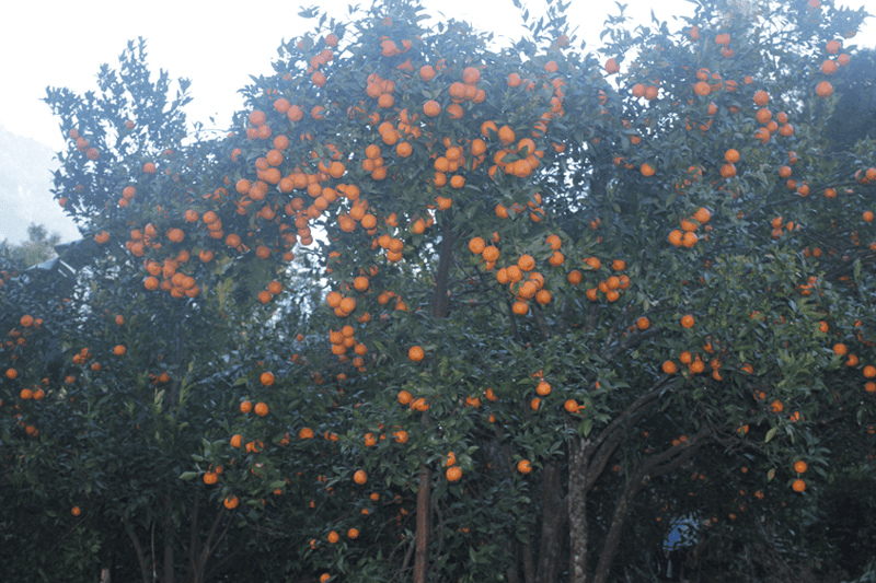 Annapurna Rural Municipality Farmers Earn Nearly NPR 40 Million from Orange Sales