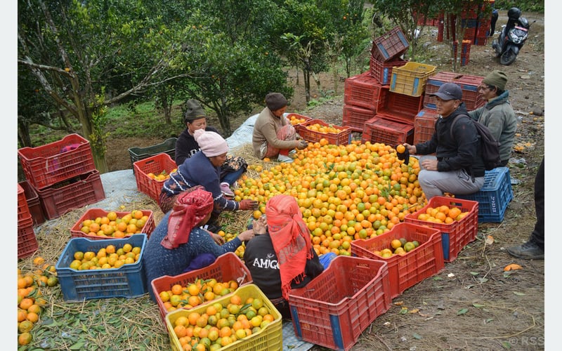 Tanahun Farmers Achieve Record Orange Sales, Grossing NPR 455 Million This Season