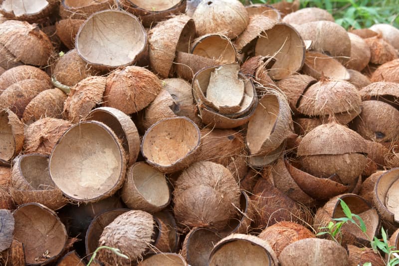 Beyond Waste: Nine Creative Ways to Repurpose Coconut Husks and Coir