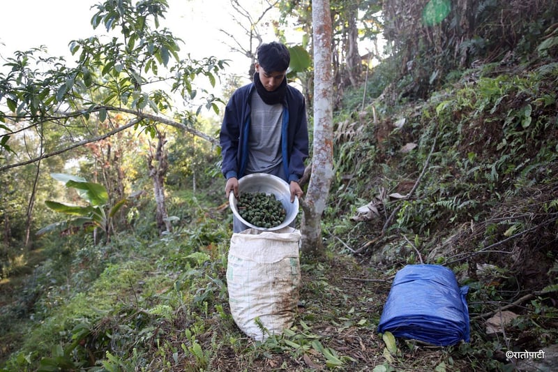 Rudraksha Cultivation Becomes Major Income Source for Farmers in Bhojpur
