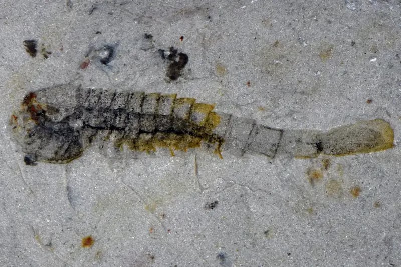 Extraordinary 512-Million-Year-Old Fossil Site Discovered in China's Hunan Province