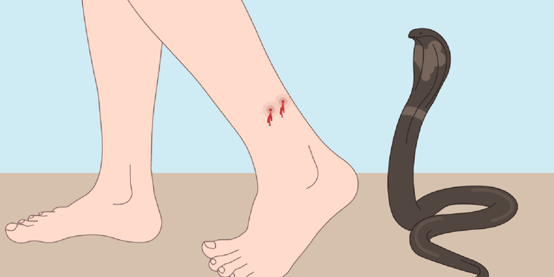 सुदूरपश्चिममा सर्पदंशबाट ३ वर्षमा १ हजार ९ सयभन्दा बढी प्रभावित