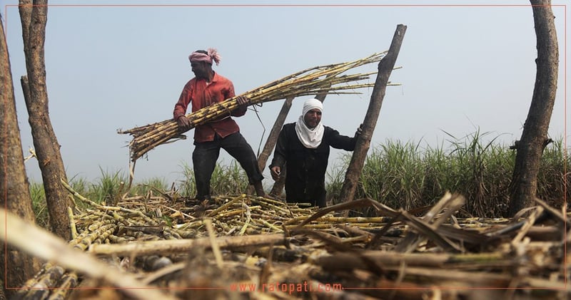 Sugarcane Harvest Season Begins in Bara, Farmers Face Price Discrepancies