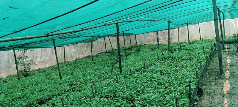 षडानन्दमा ‘गरिबी निवारणका लागि प्राङ्गारिक कफीखेती कार्यक्रम’