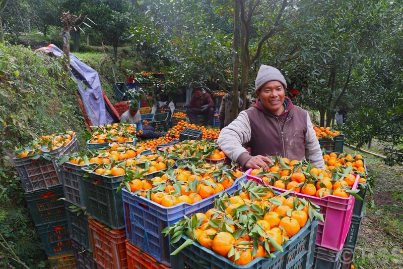 Myagdi Farmers Earn Nearly NPR 20 Million from Orange Harvest