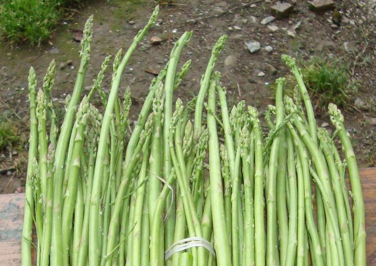 कुरिलोको मूल्य घट्यो, किलाेकोे कति ?