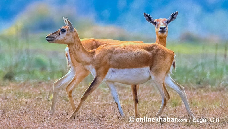 कञ्चनपुर र बर्दियाबाट १८ कृष्णसार चितवन स्थानान्तरण गरिँदै