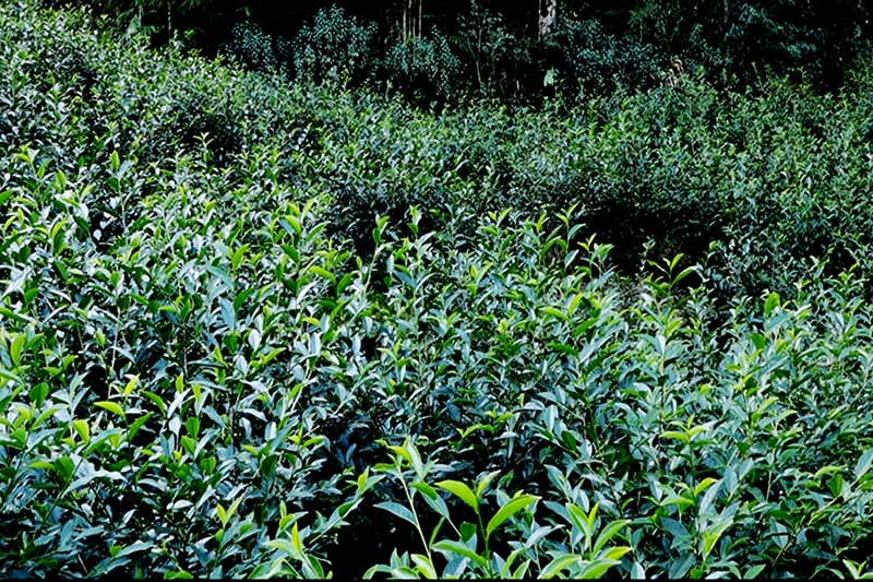 पञ्चकन्यामा चियाको व्यवसायिक उत्पादन