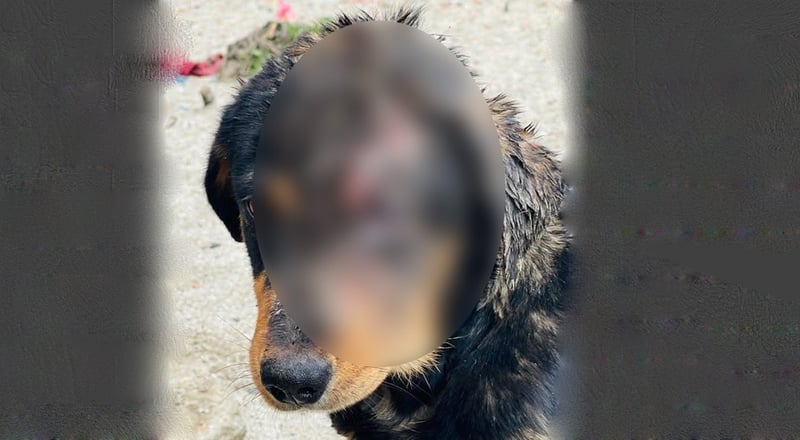 बल्खुमा कुकुरमाथि कुटपिट गर्ने व्यक्ति पक्राउ