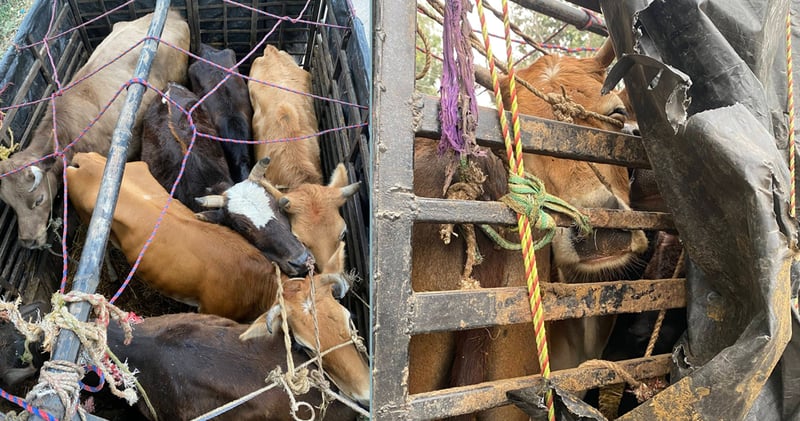 यातनापूर्वक गाई-गोरु ढुवानी गर्ने ट्रक नियन्त्रणमा